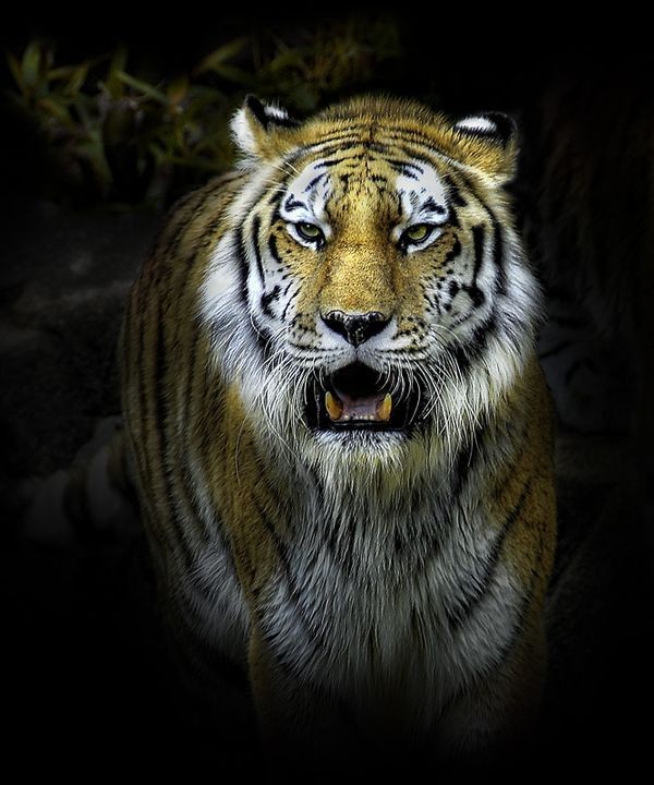 El bigote del tigre